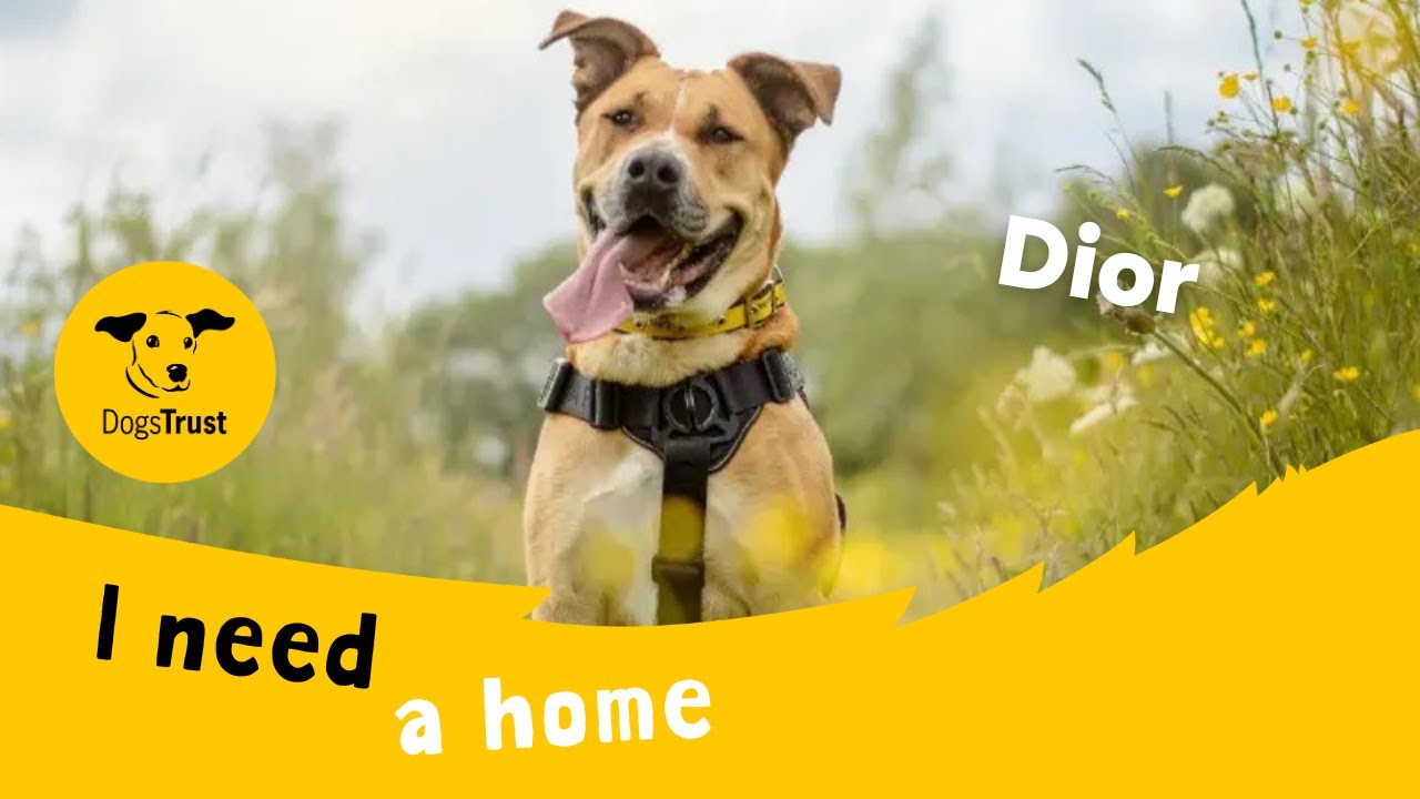 Dior the delightful Labrador cross | Dogs Trust Kenilworth