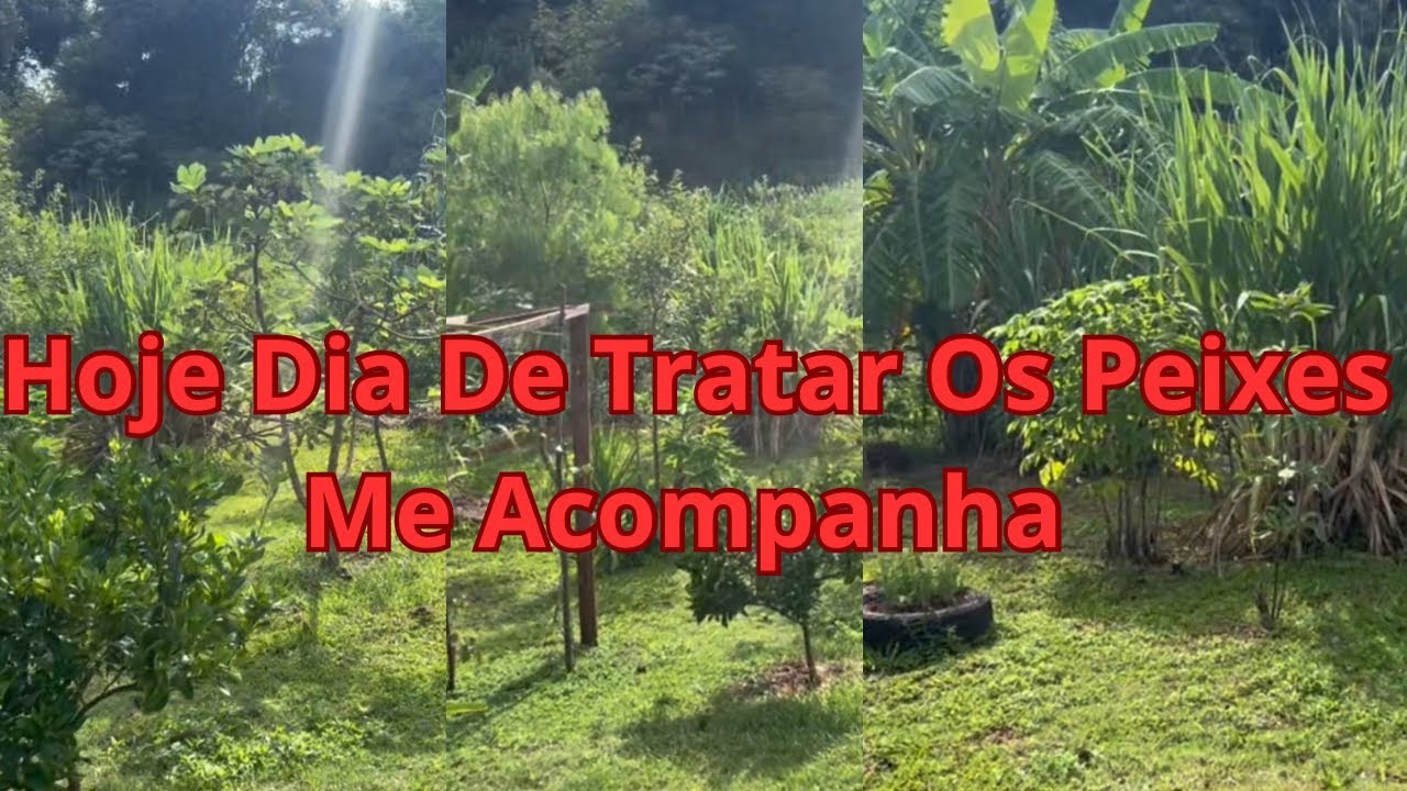 Os Peixes querem comida, vamos tratar então!