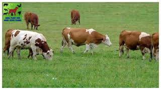 COW VIDEO I COWS MOOING AND GRAZING IN A FIELD I Animal Lovers by Animal Planet ZONE 81 views 2 years ago 7 minutes, 47 seconds