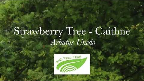 Arbutus, Strawberry Tree - Caithne (Arbutus unedo)
