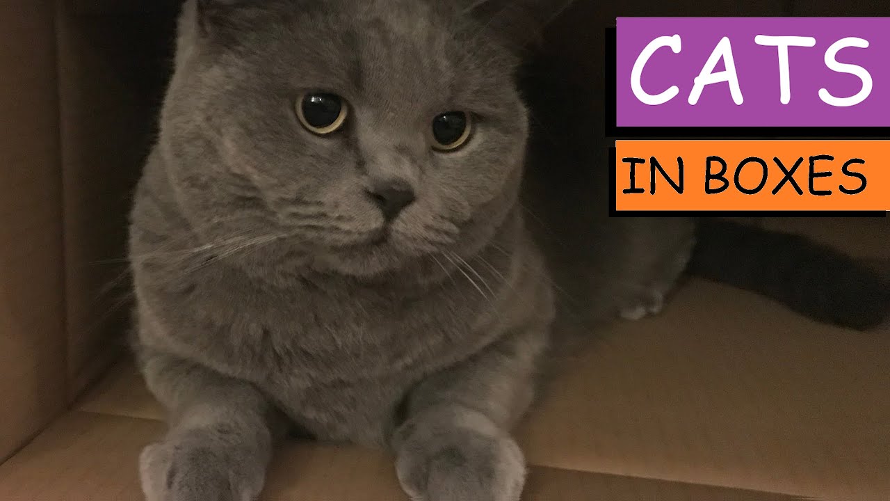 CATS IN BOXES British Shorthair Battle of the Box Deathmatch 2020