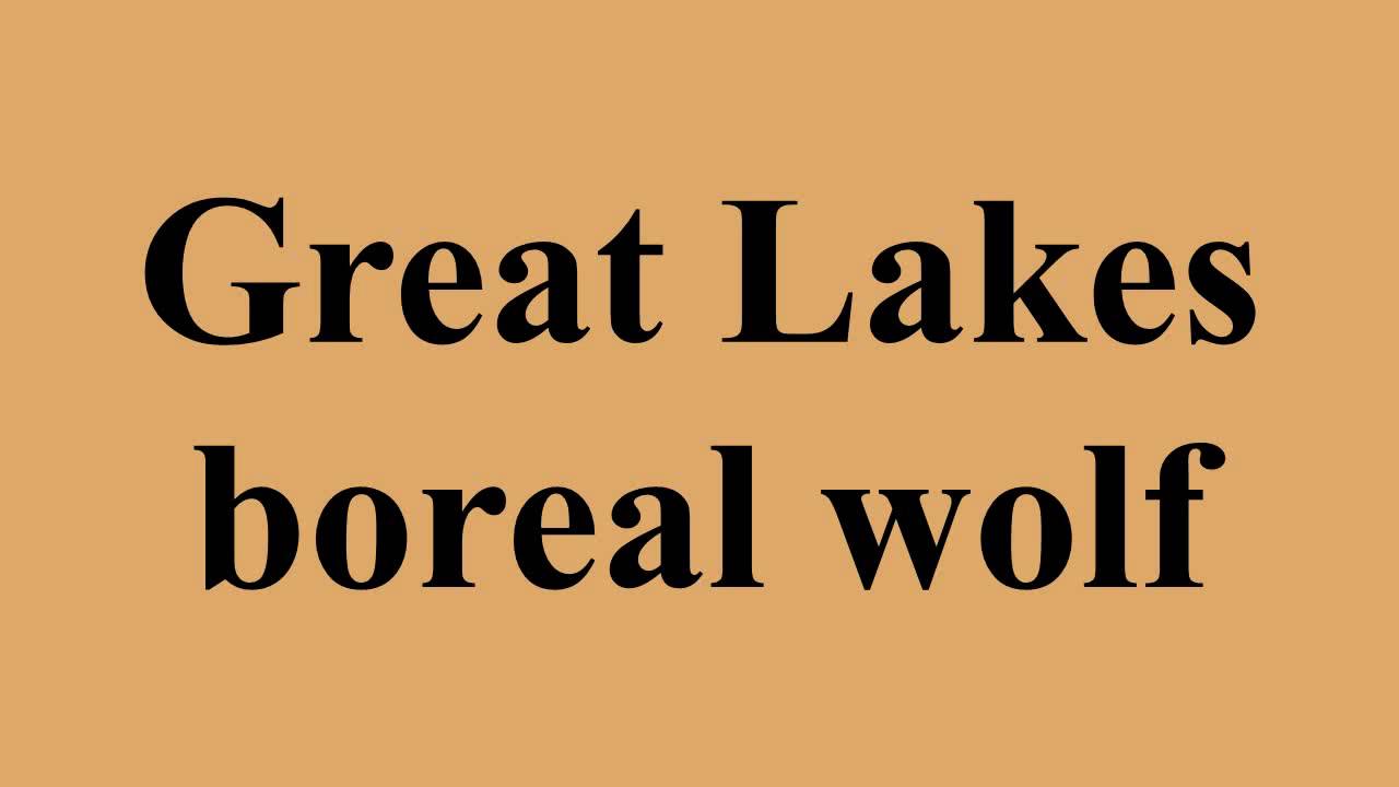 Great Lakes boreal wolf