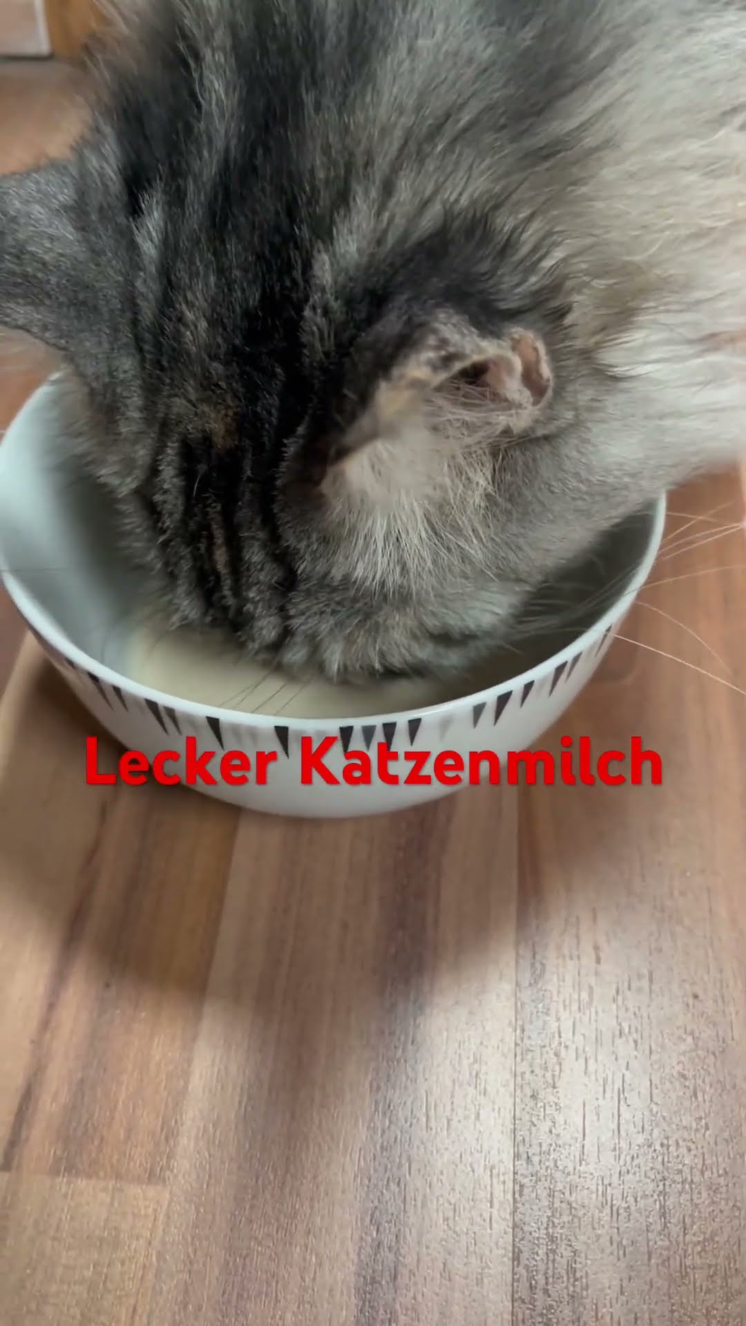 WHISKAS Katzenmilch 🐈 [Geschmackstest]