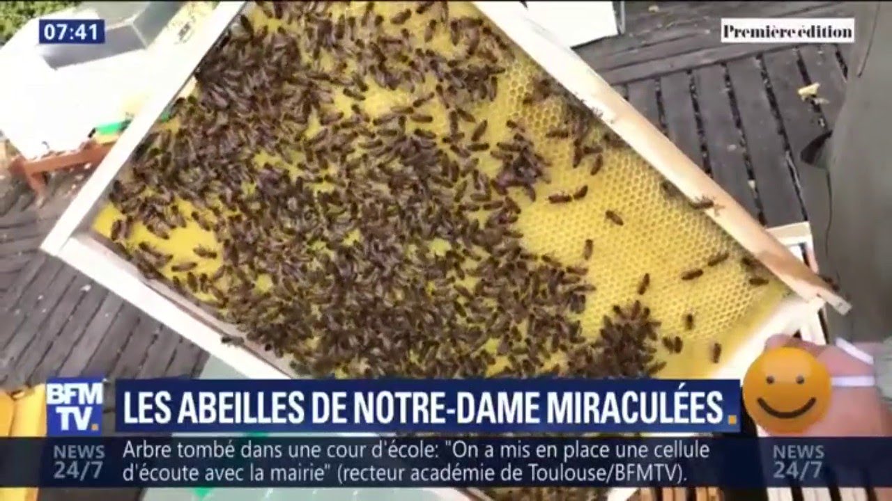 Les abeilles de Notre-Dame ont-elles aussi survécu à l'incendie bfmtv i shot the sheriff