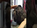 Too much hair to cut                   #grooming #pets