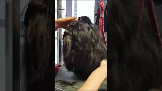 Too much hair to cut                   #grooming #pets