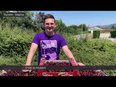 Vidéo: Regina Cherry Tree Care : Conseils pour faire pousser des cerises de Regina