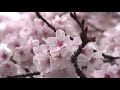 桜満開 北の丸公園