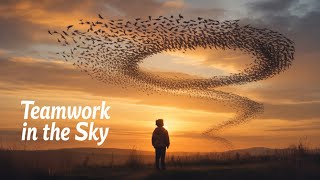 The Secret Code Behind Flocks of Birds #Starling Murmurations  #Birdlovers #Natures Masterclass