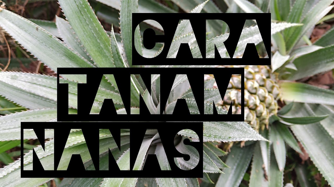Cara Menanam Nanas | Dari Tunas Dan Dari Mahkota Nanas 