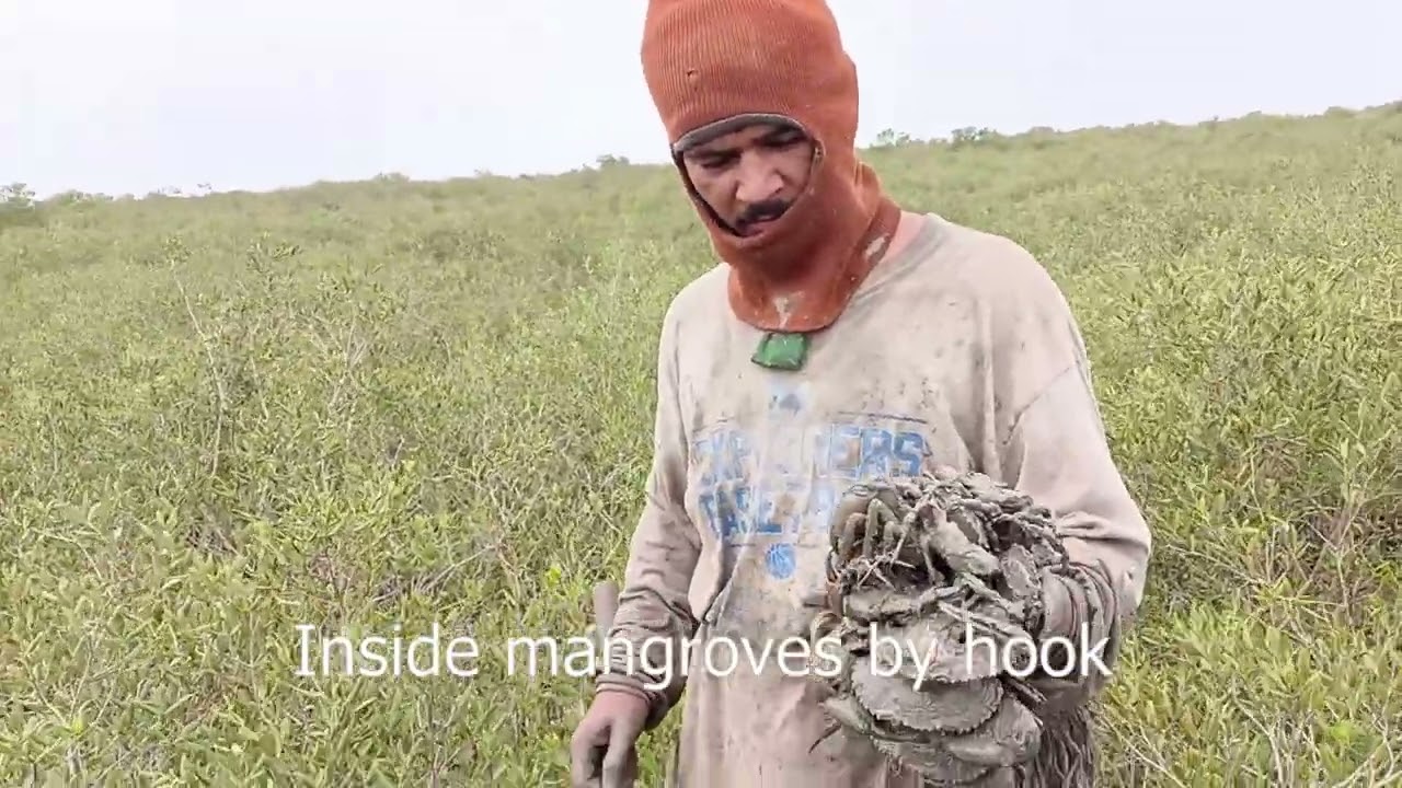 Crab Catching in Mangroves — A Valuable Ecological Service
