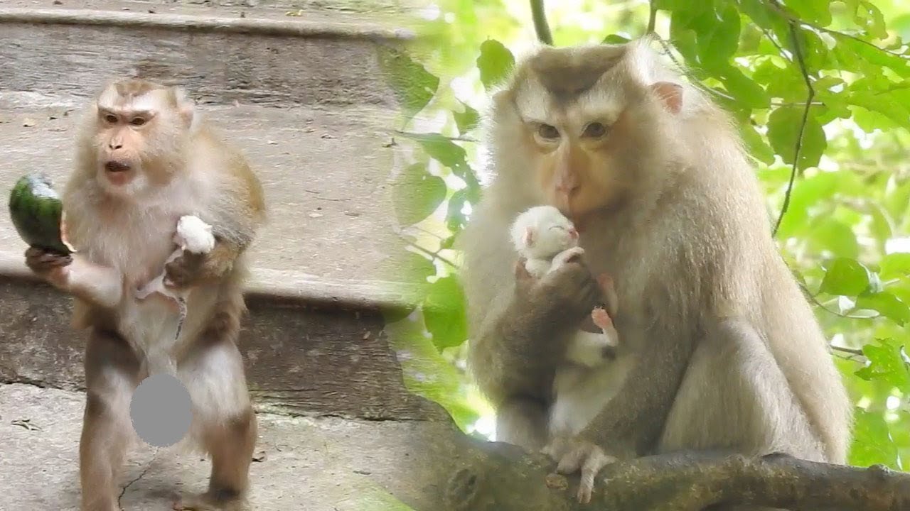 just born kitten has been kidnaped by from Ally there are no way to got it back