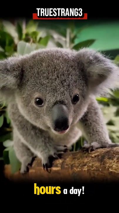 Koalas History #english #usa #animals #travelusa #history #europe #strange #mystery