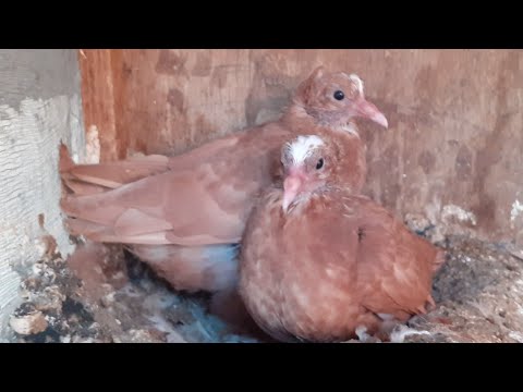 زوج فرخات حني بنات ترهيم جوزي واحمر ٣١ ديسمبر ٢٠٢٢