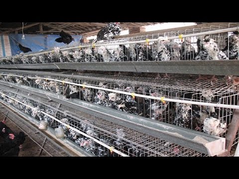 鸡舍一夜【一线 20160719】