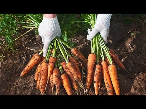 Video: Qırıntılardan və ya toxumlardan pırasa yetişdirmək - Pırasaları necə yaymaq olar