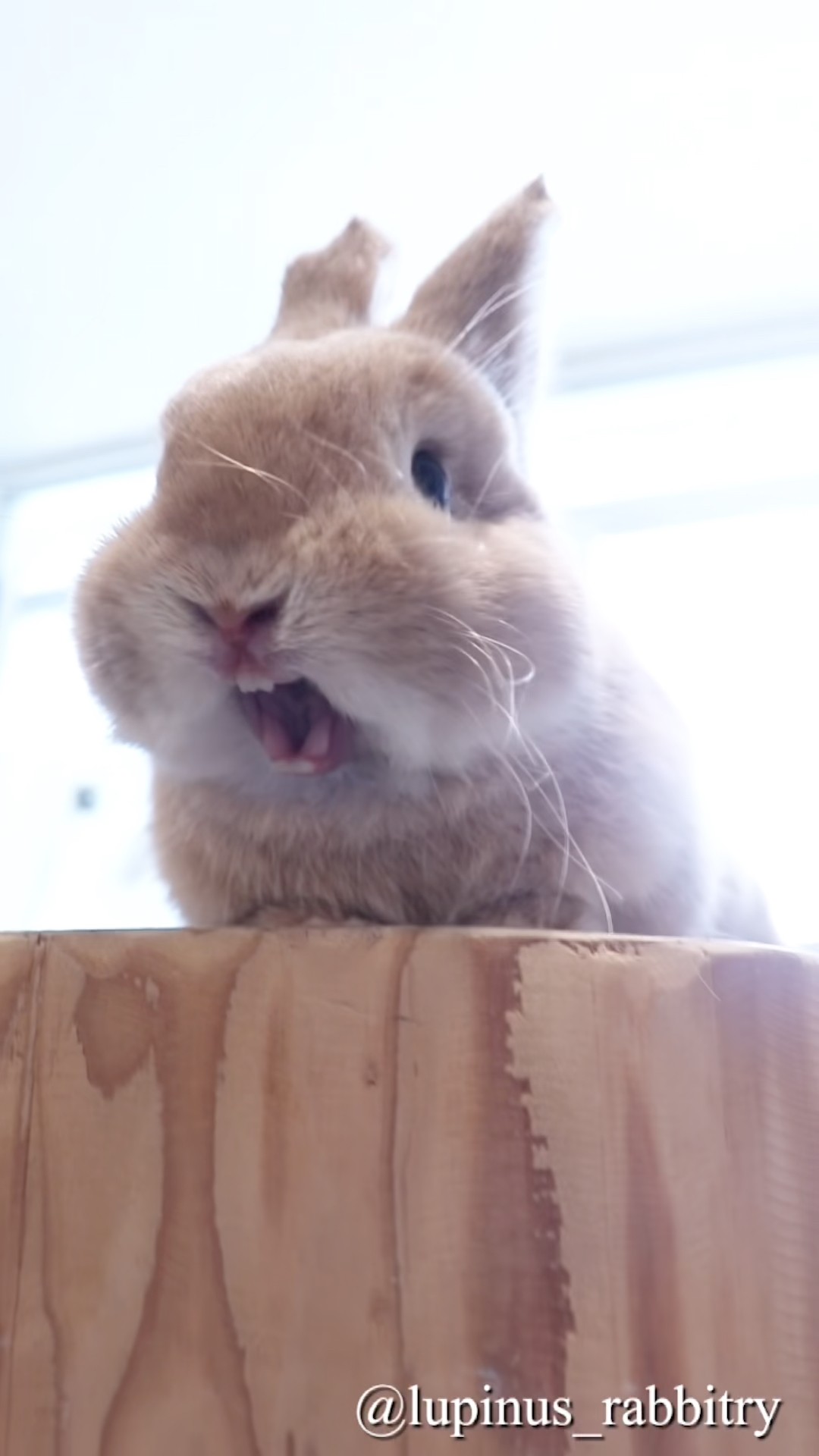 うさぎさんもびっくり！新しくなったお店をご紹介🐇✨ - YouTube