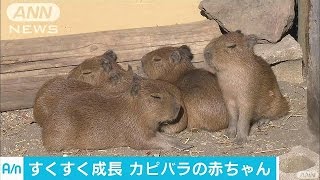 カピバラの赤ちゃん5匹仲良く　見物客に癒し(16/12/11)