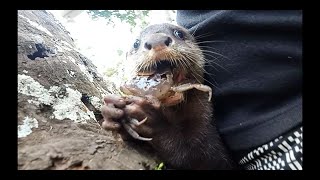 otter joe eat crabs by animkindo 6,345 views 2 years ago 3 minutes, 56 seconds