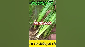 Làm thế nào để diệt trừ cỏ chác,cỏ lác #colac