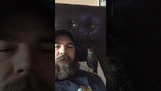 A European Starling Talking to his Dad || ViralHog