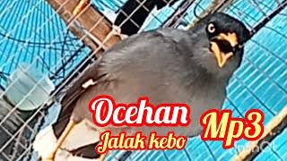 Download Lagu Ocehan jalak kebo mp3 MP3