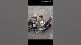 Cách bẩy tía ô chuyền nhanh nhất