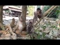 Life of monkeys Ep117, 4 baby monkey jumping on the tree, 4 baby monkey ...