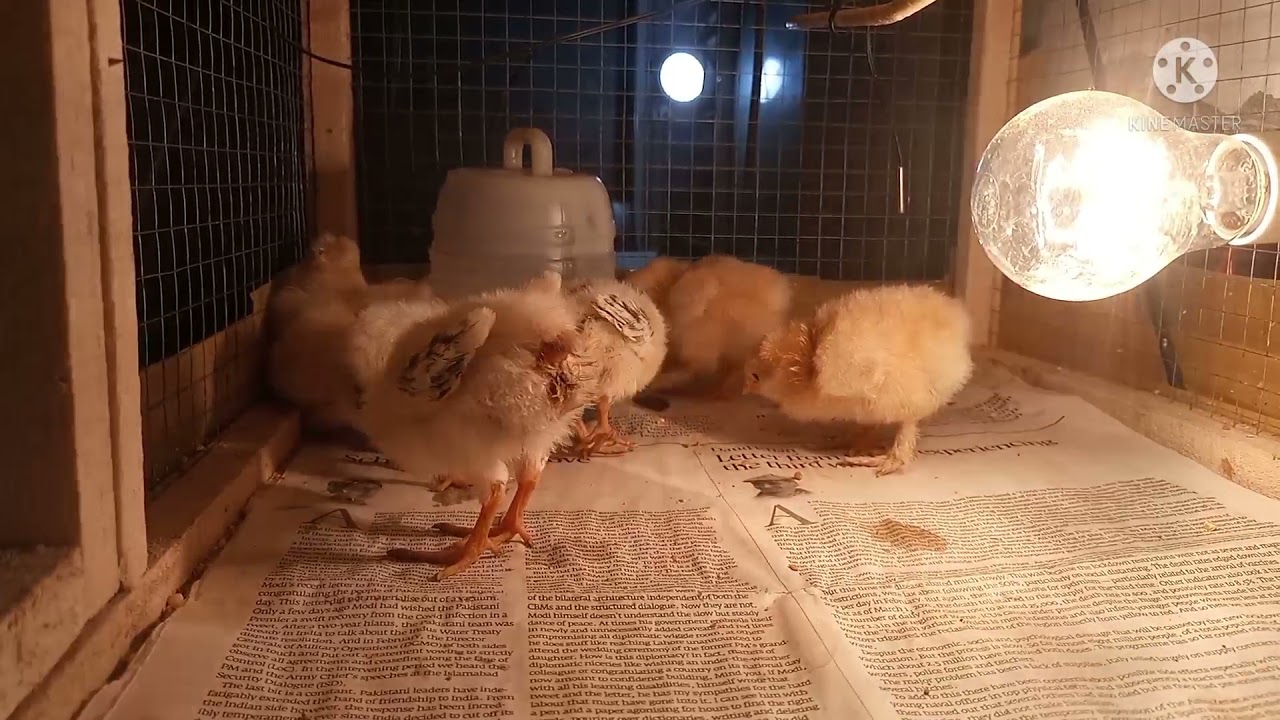 Golden buff | White buff | Care Of Heavy Cochin chicks | Environment | Food