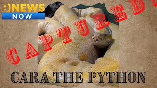 Cara Captured! Mall snake found ‘alive and well’ after missing for days