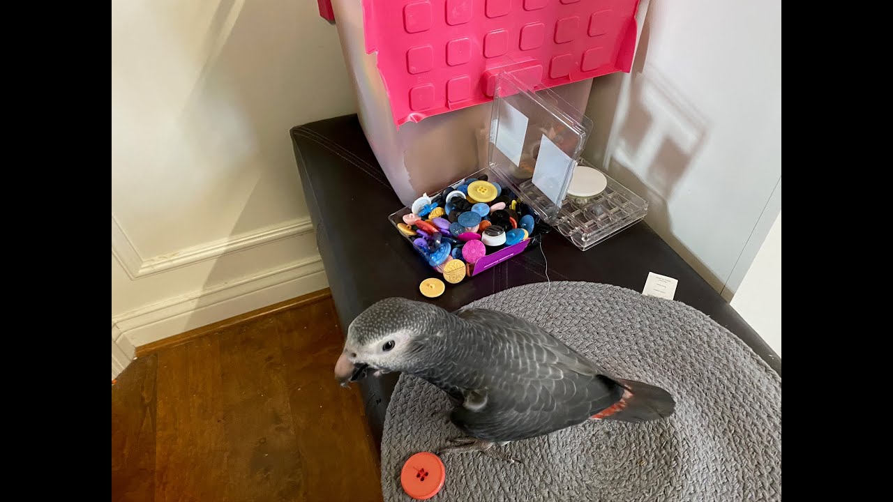 54 DIY PARROT TOY IDEA MAKE YOUR OWN TOY YouTube