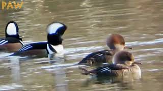 Male Hooded Merganser Croaks like a Frog! | Courtship Display