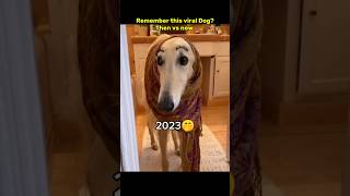 Then 💝 vs now 😞 Legendary memes #nostalgia #dog #legendarymemes