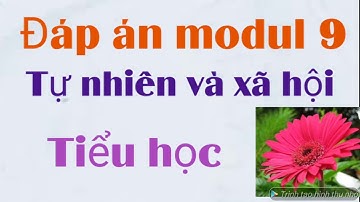 Modul 9 môn Tự nhiên và xã hội cấp Tiểu học.