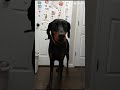 Nova edit #baby #puppy #adorable #beautiful #gorgeous #babygirl #doberman #nova #space #cool #nice