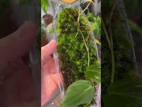 افكار وانتاج محمية صديق البيئة نباتات نادره