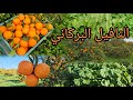جولة داخل ضيعات نافيل ببركان 🍊🍊 وسط طبيعة خلابة 🍊🍊