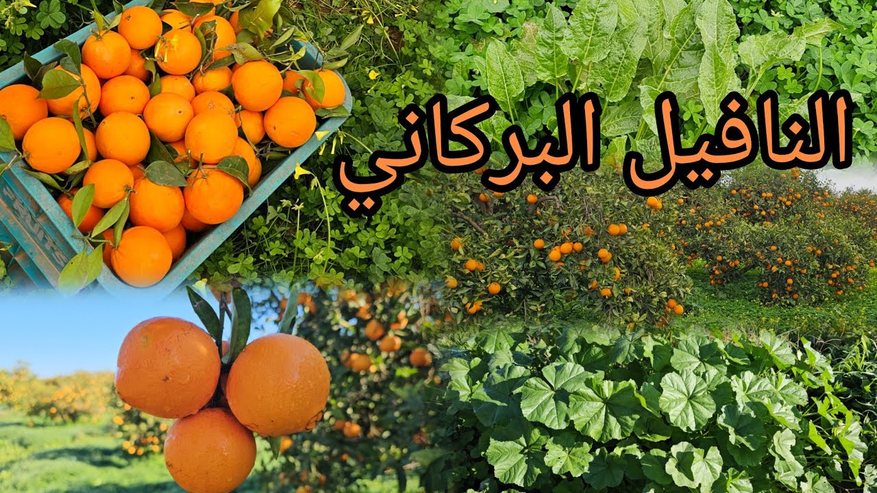 جولة داخل ضيعات نافيل ببركان 🍊🍊 وسط طبيعة خلابة 🍊🍊
