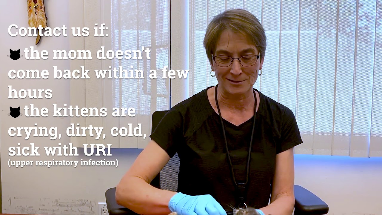 Updated CCAS cat and kitten policy