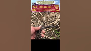 Thuốc diệt cỏ tranh cỏ gấu tận gốc