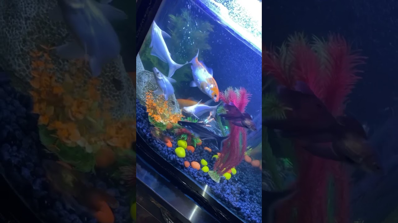 How many fishesh ?🤍