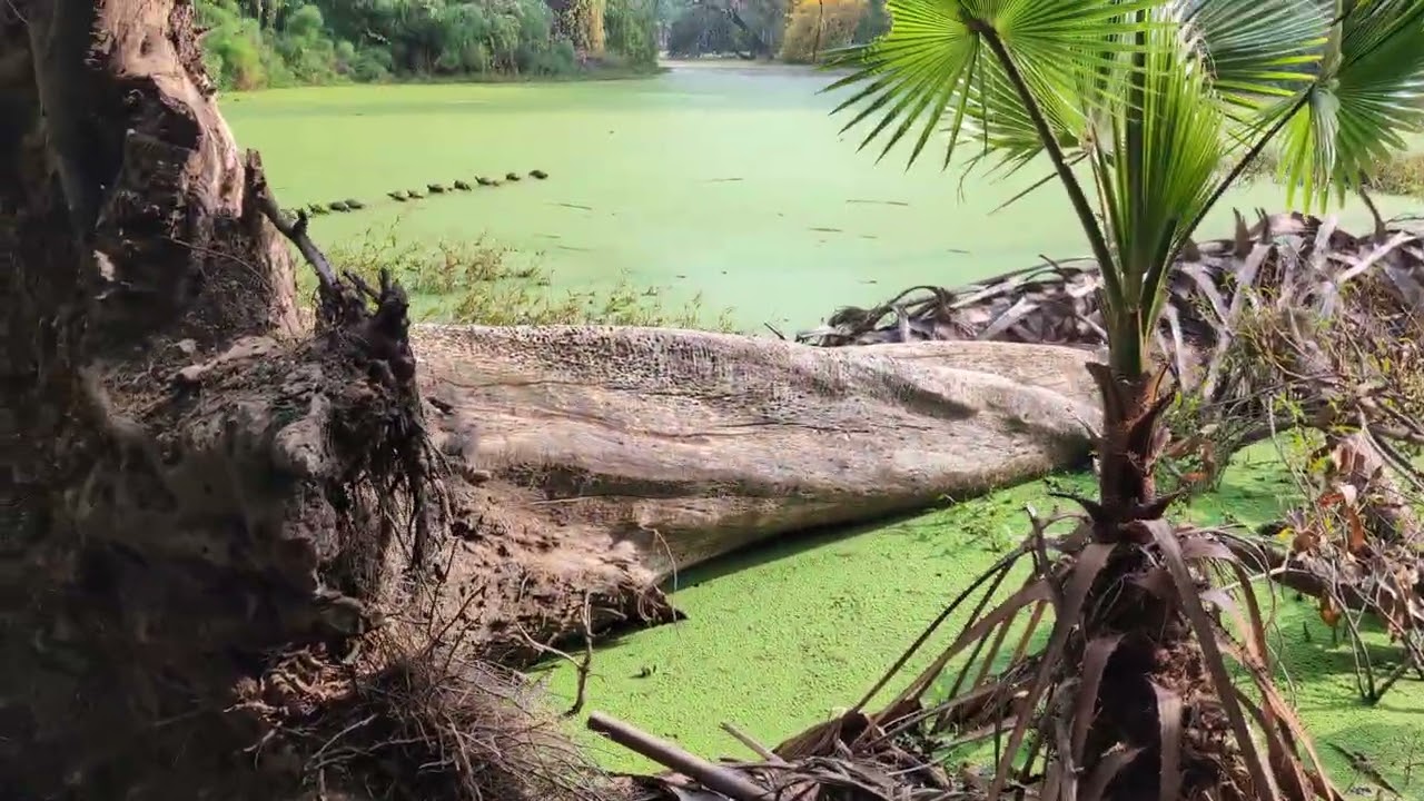 Lakposht, Turtle, Mar, Snake