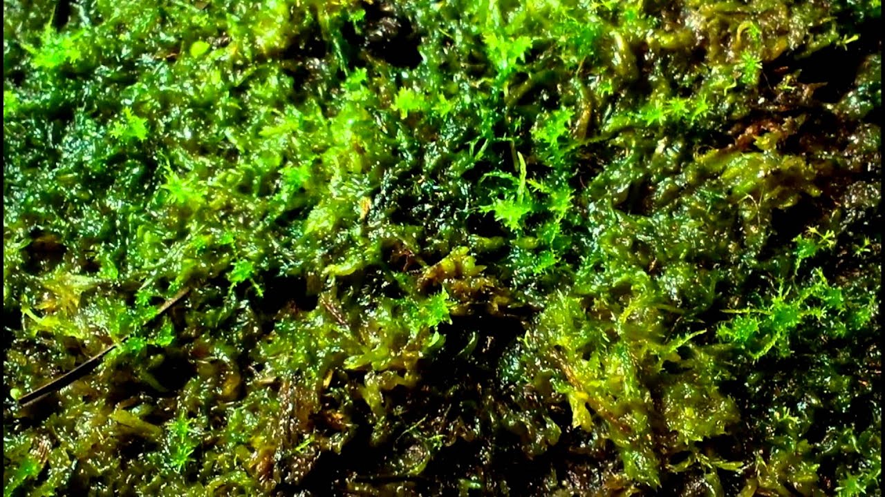 Sphagnum Moss culture and Sundew seedlings 