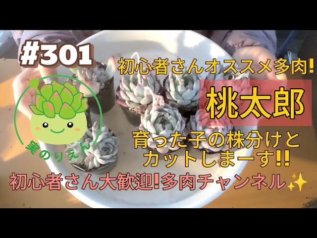 301 初心者さんオススメ桃太郎をカット💡子株の株分けもやりました