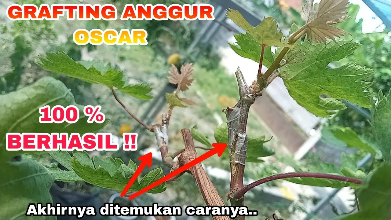 DITEMUKAN !! Cara Grafting Anggur OSCAR 100% BERHASIL !!