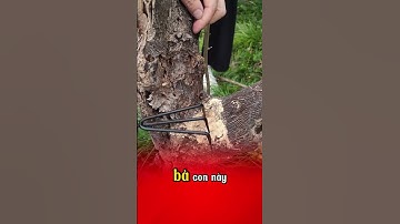 Cách sử lý khi bị sâu đục thân #caytrong #kythuatcaytrong #tet2025 #nutrimix
