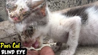 Poor Kitten blind and diseased eyes || how to help this poor cat