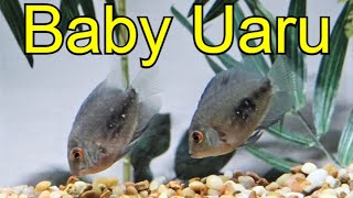 Baby Uaru Cichlid Fish Get A New Tank