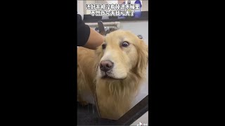 A dog is lazy to bathe but today is very obedient | Funny Dogs And Cats of TikTok | #Shorts