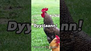 Dylan The Rooster-In-Chief Has Spoken